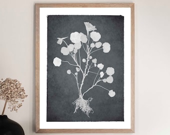 May include: A framed print of a white botanical illustration of a flower with a dark grey background.