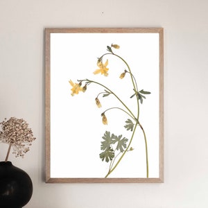 Yellow Columbine Flower Print: Botanical Herbarium Wall Art