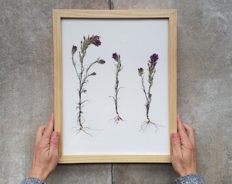 Framed Real Pressed Flowers Art - Purple Indian Paintbrush - Framed 11X14 Herbarium Art - Native California Wildflower in Light Wood Frame