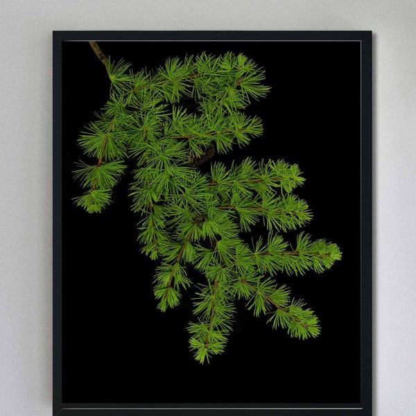 Larch Tree Branch Print with Black Background - Tree Art Print - Pine Tree Art - Nature Decor - Holiday Wall Art