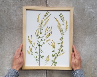 Real Pressed Flower Art - Framed 11X14 Herbarium Specimen - Yellow Sweetclover - Botanical Art with Thin Wood Frame