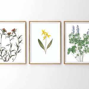 Montana Wildflower Print Set: Glacier National Park Botanical Art