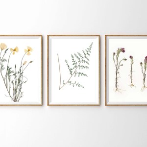 California Flowers Print Set - Pressed Flowers Art - Set of 3 Prints - California Gifts - Nature Decor - 5X7, 8X10, or 11X14