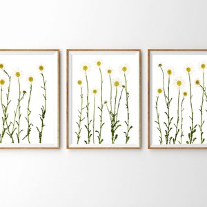Daisy Print Set Pressed Flower Print Daisies Botanical Wall Art Set of 3 5X7 8X10 11X14 image 1