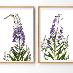 Fireweed Print Set - Botanical Prints - Purple Wildflowers - Dried Flower Art - Botanical Wall Art - Alaska Gift - 5X7, 8X10, 11X14 or 16X20