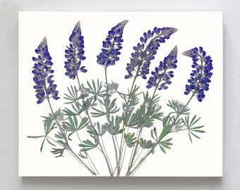 Impresión botánica de flores de lupino prensadas - Arte de flores silvestres Bluebonnet - Ilustraciones de herbario - Tamaños de 5X7", 8X10" o 11X14"