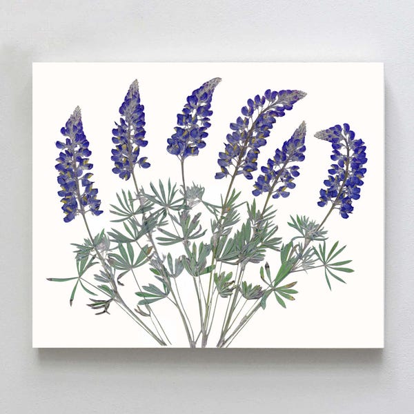 Impression botanique de fleurs de lupin pressées - art floral fleurs sauvages Bluebonnet - oeuvre d'art herbier - tailles 5 x 7 po, 8 x 10 po. ou 11 x 14 po.