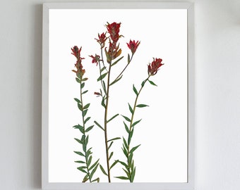 インディアン・ペイントブラシの植物画：ロッキー山脈の植物標本アート