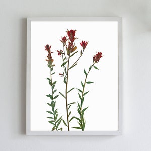 Red Indian Paintbrush Pressed Flowers Botanical Print - Herbarium Plant Art of Castilleja miniata - Botany Decor