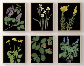 Set of 6 Black Botanical Prints - Pressed Flowers with Black Backgrounds - 5X7, 8X10 or 11X14 - Modern Wall Art Dark Floral Print Set