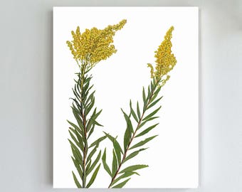 Goldenrod Art Print - Pressed Flowers Wall Art - Botanical Print - Yellow Flower Art - Herbarium Artwork - 5X7, 8X10 or 11X14