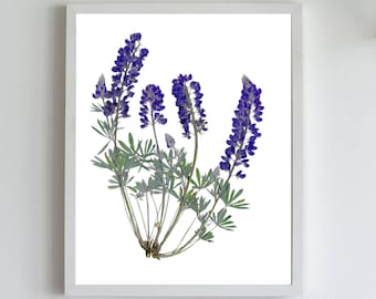 Pressed Lupine Botanical Print - Modern Herbarium Art - Dried Bluebonnet Flower Print for Eco Friendly Gift or Decor - Summer Art