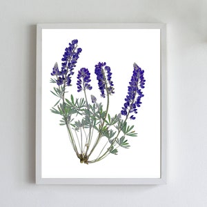 Impressão botânica de tremoço prensada - Arte de herbário moderna - Impressão de flor de bluebonnet seca para presente ou decoração ecológica - Arte de verão