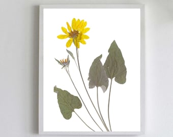 Print pijlbladbalsemwortel: geperste gele bloem herbariumkunst