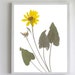 see more listings in the Pressed Flower Prints section