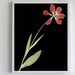 see more listings in the Black Botanical Prints section