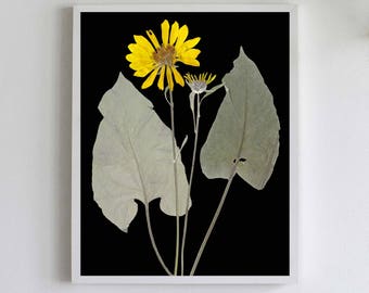 Pressed  Wildflower with Black Background, Black Botanical Print, Black Flower Print, Dark Floral, Arrowleaf Balsamroot, Yellow Flower Print