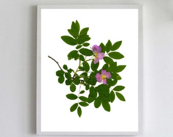 Wild Rose Botanical Print -  Reproduction Art Print from Pressed Rose Flowers - Rose Gift - 5X7, 8X10, 11X14 or 16X20 Sizes