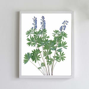 Lupine Pressed Flowers Botanical Print - Blue Bonnet Wildflower Wall Art