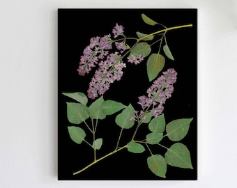 Lilac Print on Black Background, Pressed Flower Art,  Lilac Botanical Print in 5X7, 8X10, 11X14, or 16X20