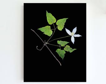 Pressed Flower Botanical Print - Clematis with Black Background - Unframed Print - 5X7, 8X10, 11X14 or 16X20 - Modern Nature Photography