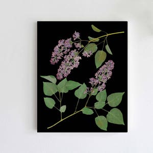 Lilac Botanical Print: Pressed Flower Art on Black