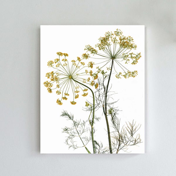 Pressed Herbs Botanical Print - Dill Flowers Wall Art - Organic Eco Gift or Decor - 5X7, 8X10, 11X14 or 16X20 Sizes - Unframed Print