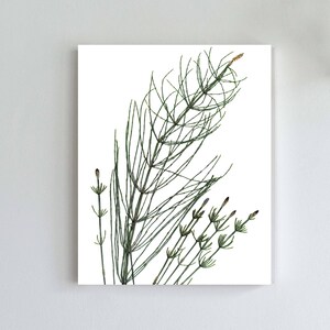 Horsetail Botanical Print - Pressed Plant Wall Art - Minimalist Nature Art - 5X7, 8X10, or 11X14 Sizes - Equisetem arvense - Plant Art