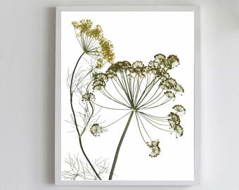 May include: A framed botanical print featuring a dried dill plant with delicate green and yellow flowers against a white background.