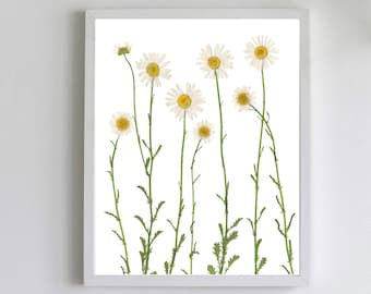 Pressed Daisy Botanical Print - Dried Flower Art - White Daisies - Daisy Wall Art - Unframed Giclee Print - Summer Wall Art