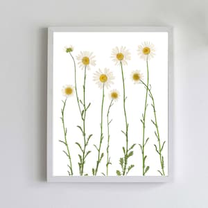 Pressed Daisy Botanical Print - Dried Flower Art - White Daisies - Daisy Wall Art - Unframed Giclee Print - Summer Wall Art