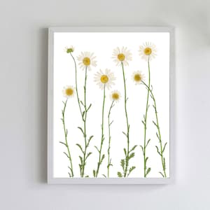 Pressed Daisy Botanical Print Dried Flower Art White Daisies Daisy Wall Art Unframed Giclee Print Summer Wall Art image 1