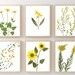 Yellow Flower Print Set of 6 Pressed Flower Botanical Prints - Spring ...