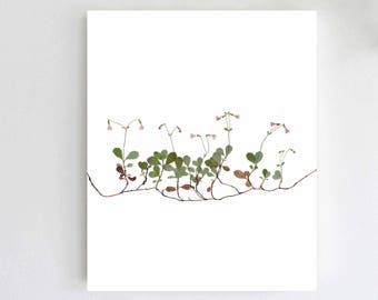 Twinflower Print - Linnaea borealis - Pressed Flower Botanical Print - Gift for Twins - Twin Nursery - Twin Flower - Minimalist Floral Art