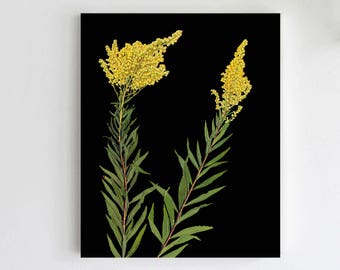 Pressed Goldenrod Botanical Print with Black Background - Dark Floral Print - Black Florals - 5X7, 8X10 or 11X14 Sizes - Unframed Art Print