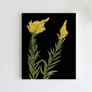 Pressed Goldenrod Botanical Print with Black Background Dark Floral Print Black Florals 5X7, 8X10 or 11X14 Sizes Unframed Art Print image 1