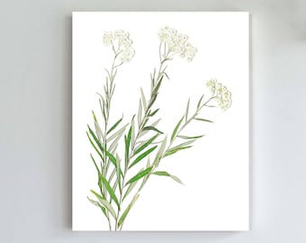 Botanical Print of Pearly Everlasting Flower - Herbarium Art Print - Rocky Mountain Wildflower Art - Unframed 5X7, 8X10, 11X14 or 16X20