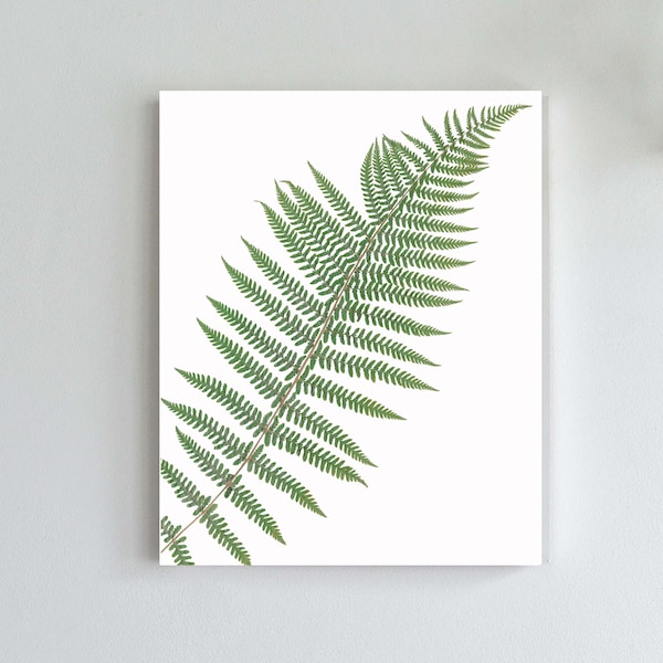 Lady Fern Print - Pressed Fern Botanical Artwork - Herbarium Fern Art - Nature Cottage Decor - Fern Art in 5X7, 8X10, 11X14, or 16X20 Sizes