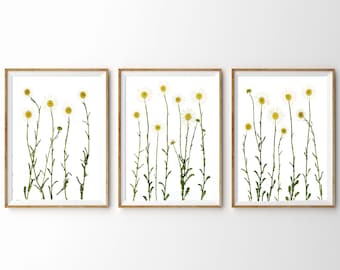 Daisy Print Set - Pressed Flower Print - Daisies Botanical Wall Art - Set of 3 - 5X7 8X10 11X14