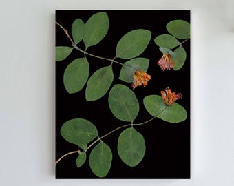 Honeysuckle Flowers Print with Black Background - Green and Orange Flower Print Wall Art - Pressed Flowers Art Photo - Friendship Gift