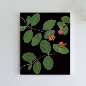 Impressão de flores prensadas com fundo preto, florais escuros, impressão botânica preta, madressilva, botânica moderna, impressão de arte laranja e preta