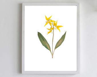 Glacier Lily Print - Pressed Flower Art - Yellow Botanical Print - Glacier National Park Art - Mountain Decor