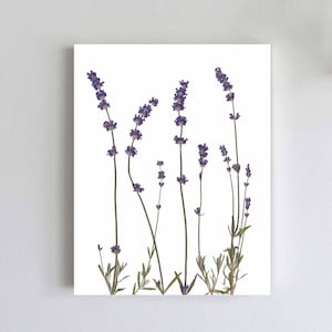 Arte de pared con estampado de lavanda Impresión botánica de flores prensadas Decoración de lavanda Regalo de lavanda imagen 1