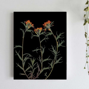 Indian Paintbrush Print Pressed Flower with Black Background 5X7, 8X10, 11X14 or 16X20 Dark Floral Wall Art Glacier Park Montana image 1