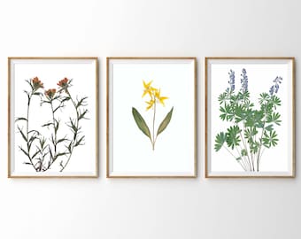 Conjunto de impresiones de flores silvestres de Montana: Arte botánico del Parque Nacional Glaciar