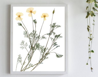 California Poppy Pressed Flower Botanical Wall Art Print