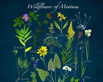 Native Wildflowers of Montana Poster - Whitefish, Glacier National Park, and the Flathead Valley