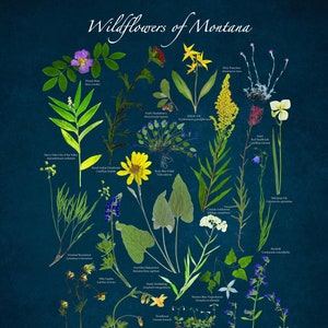 Montana wilde bloemen poster - inheemse wilde bloemen van Montana, Glacier National Park en de Flathead Valley - 16 x 20 ingelijste print