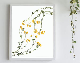 Impresión de flores amarillas prensadas: Arte botánico de trébol de pata de pájaro