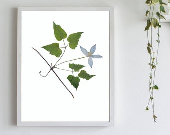 Blue Clematis Flower Print, Pressed Flower Art , Botanical Print, Herbarium Print,  Blue Flower Art - Fine Art Print in 5X7, 8X10, or 11X14